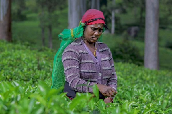 Kandy perahera photography tour